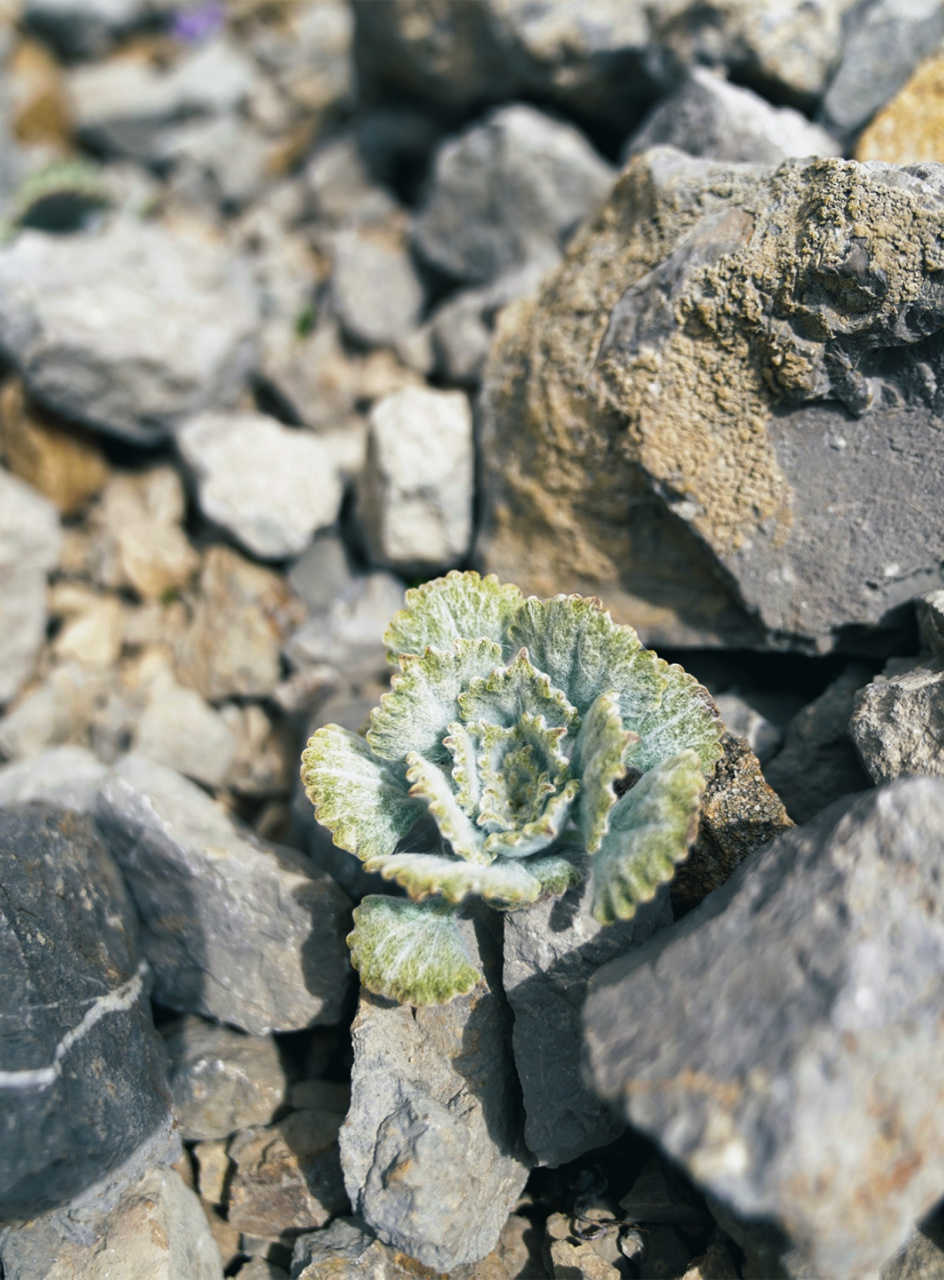 高山流石滩植物图片