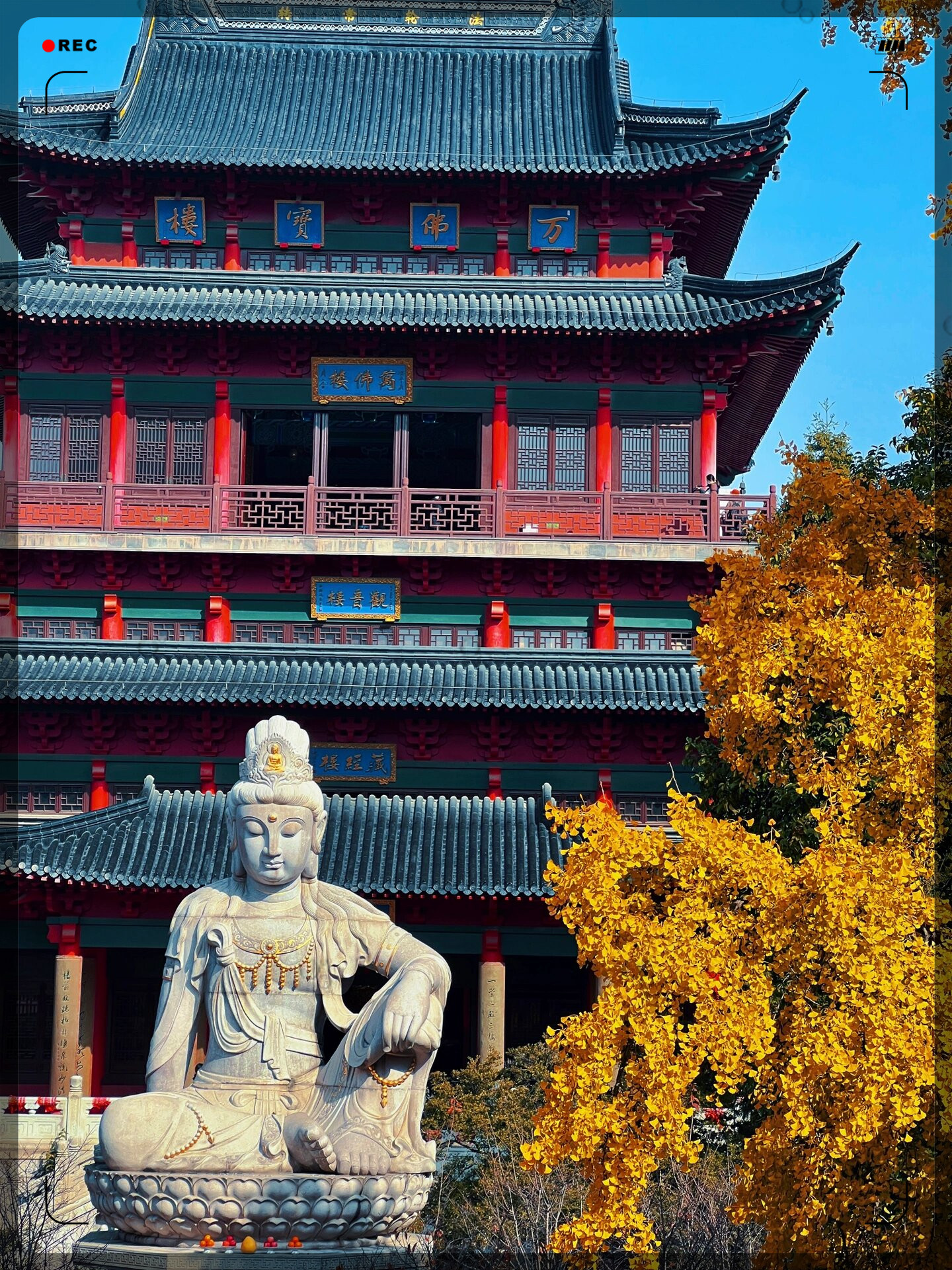 12月的南京毗卢寺银杏黄了再不去要等一年