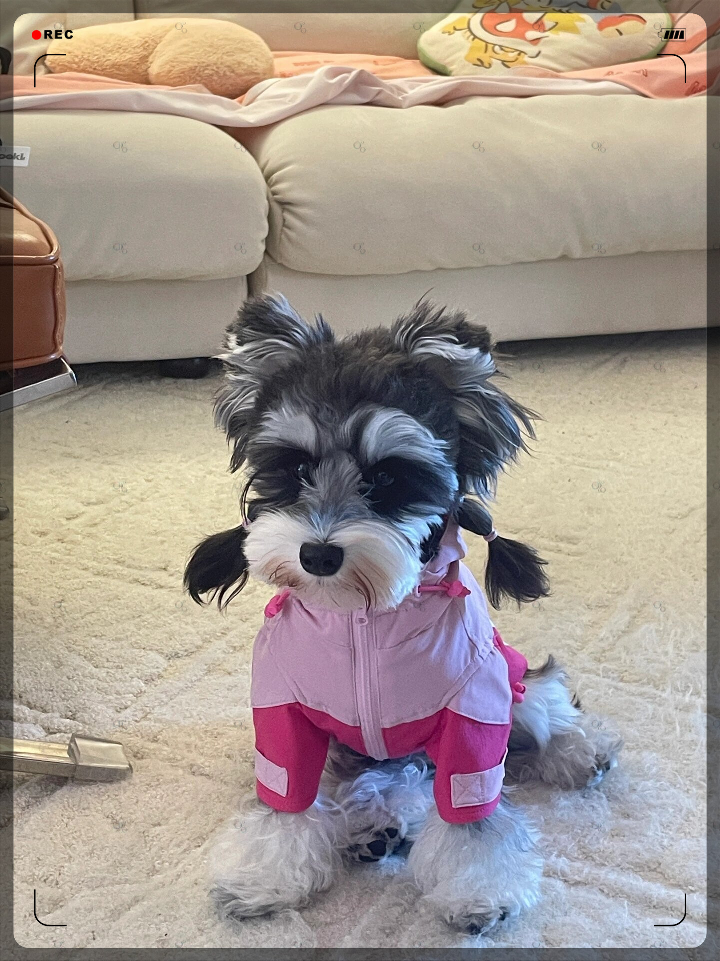 今天要分享的是一对超级可爱的雪纳瑞兄妹,黑色叫milou米露,白色大名