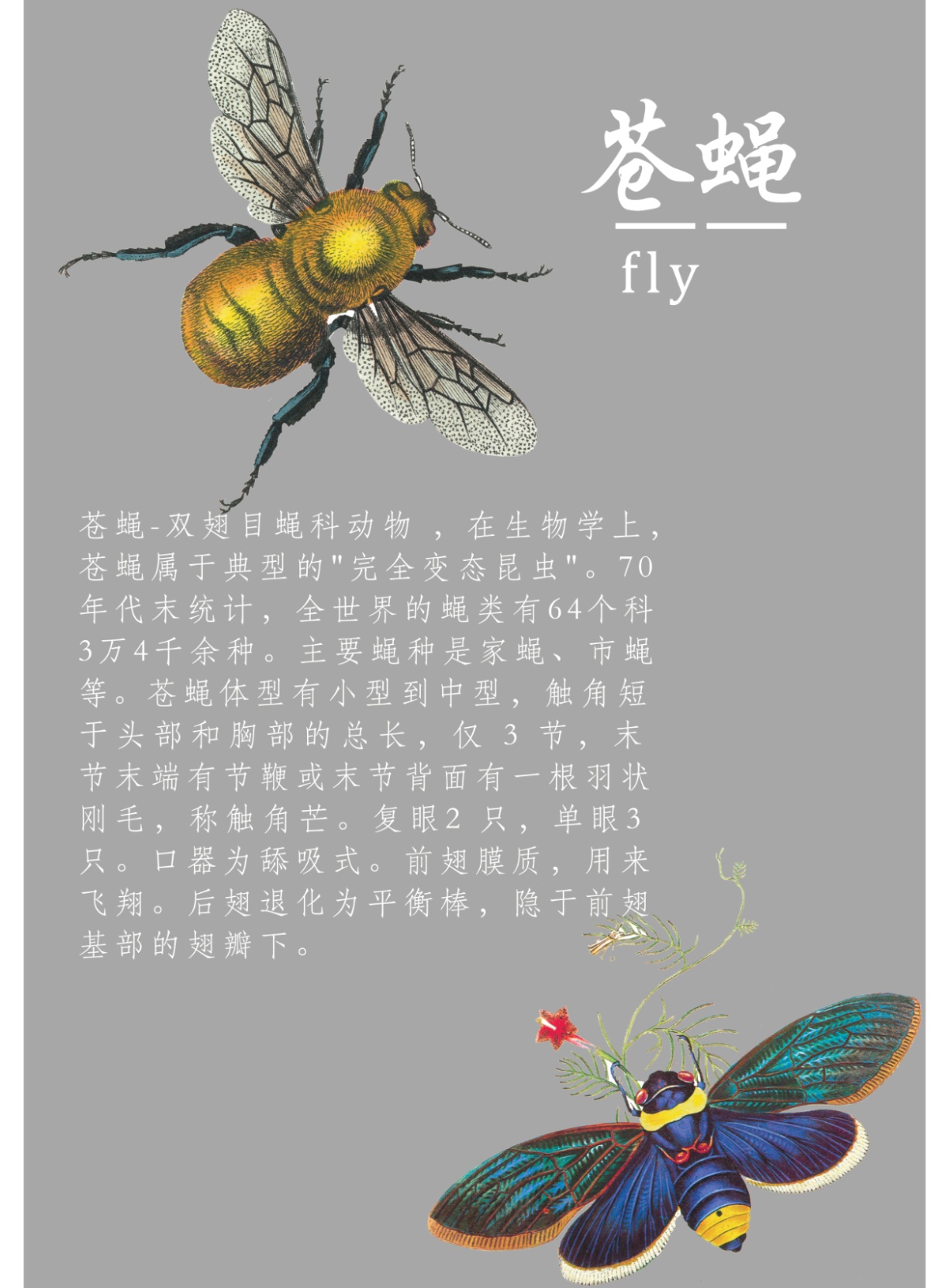 苍蝇为什么喜欢往人身上飞