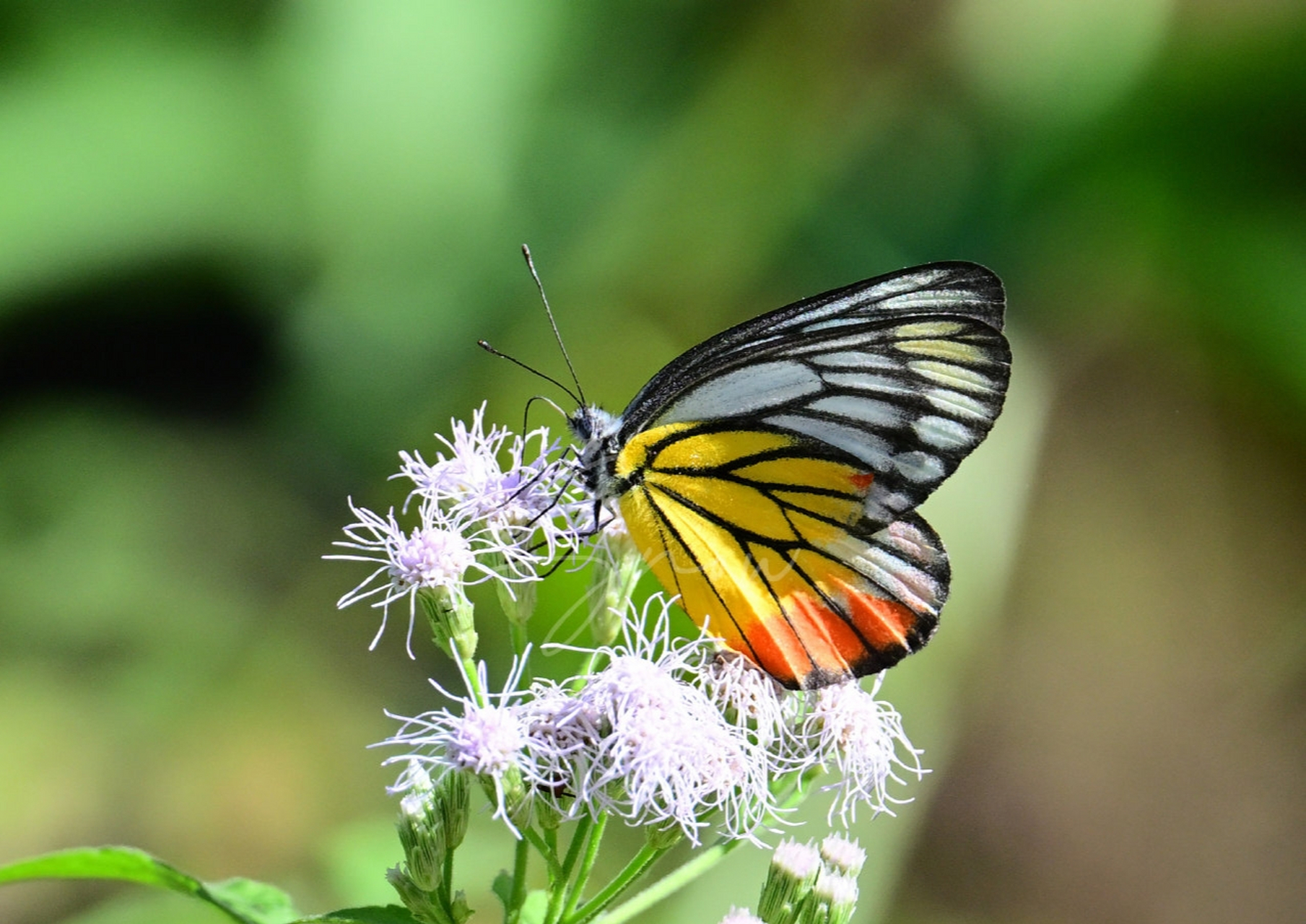 优越斑粉蝶 delias hyparete   曾有人跟我说,拍蝶是讲缘分的.