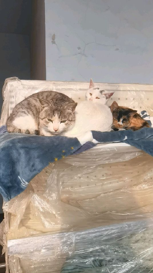 豹猫白猫都是狸花猫亲生的,好神奇,好萌