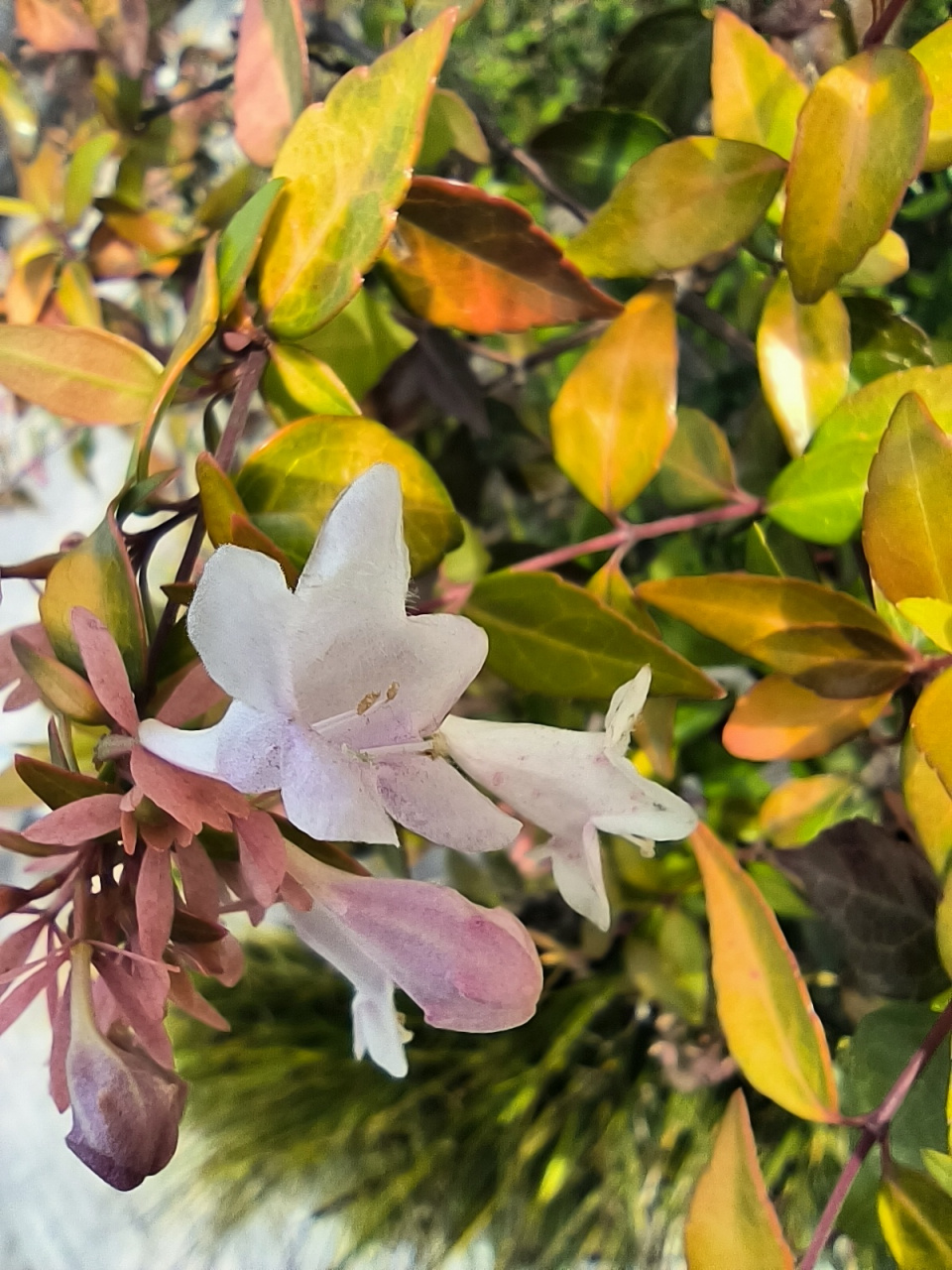 大花六道木icon的花语就是纯洁高尚,它们的花朵粉白相间,看起来哮气