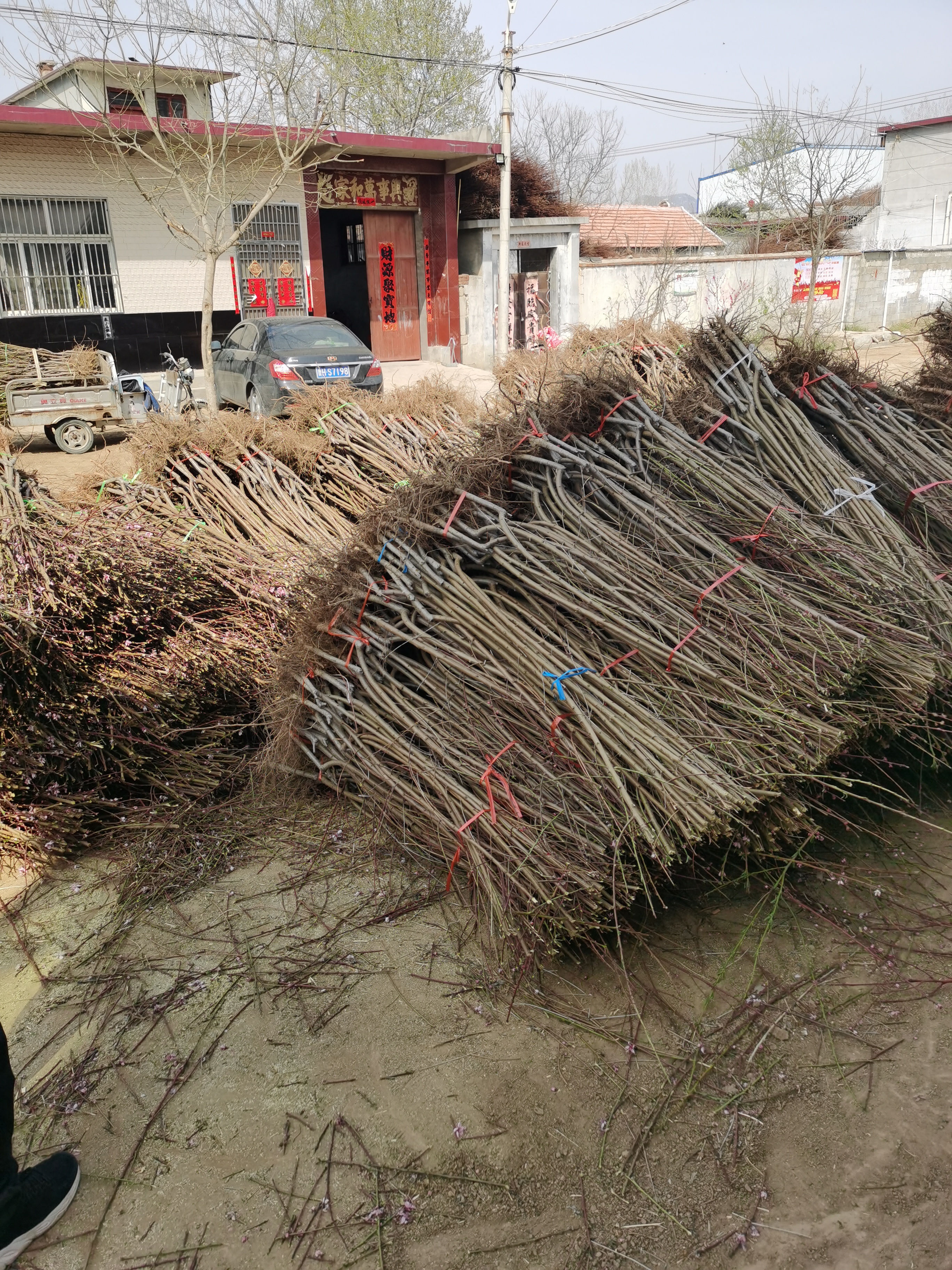 杏李树苗品种大集合 味王李子树苗栽植密度