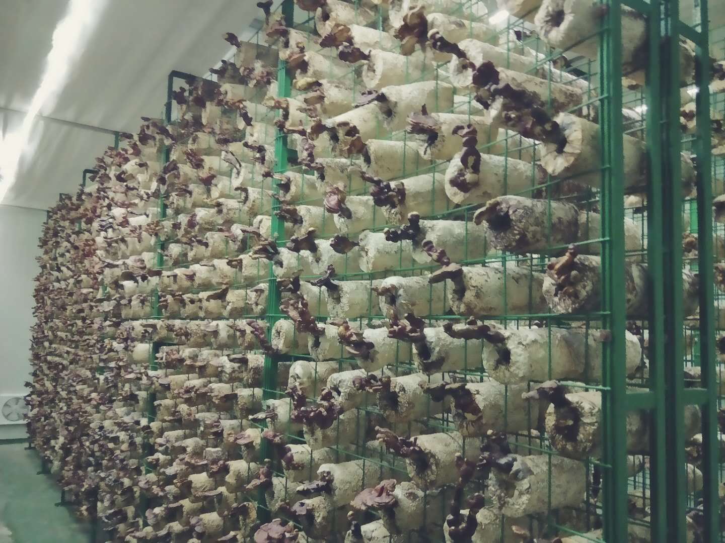 一文详解出菇房网架的规格与选择(出菇房菌架)