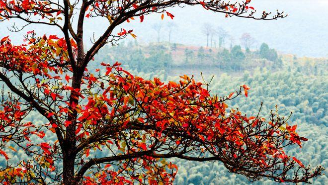 咸宁大幕山,秋日红叶如火,等你来赏