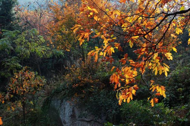 咸宁大幕山,秋日红叶如火,等你来赏