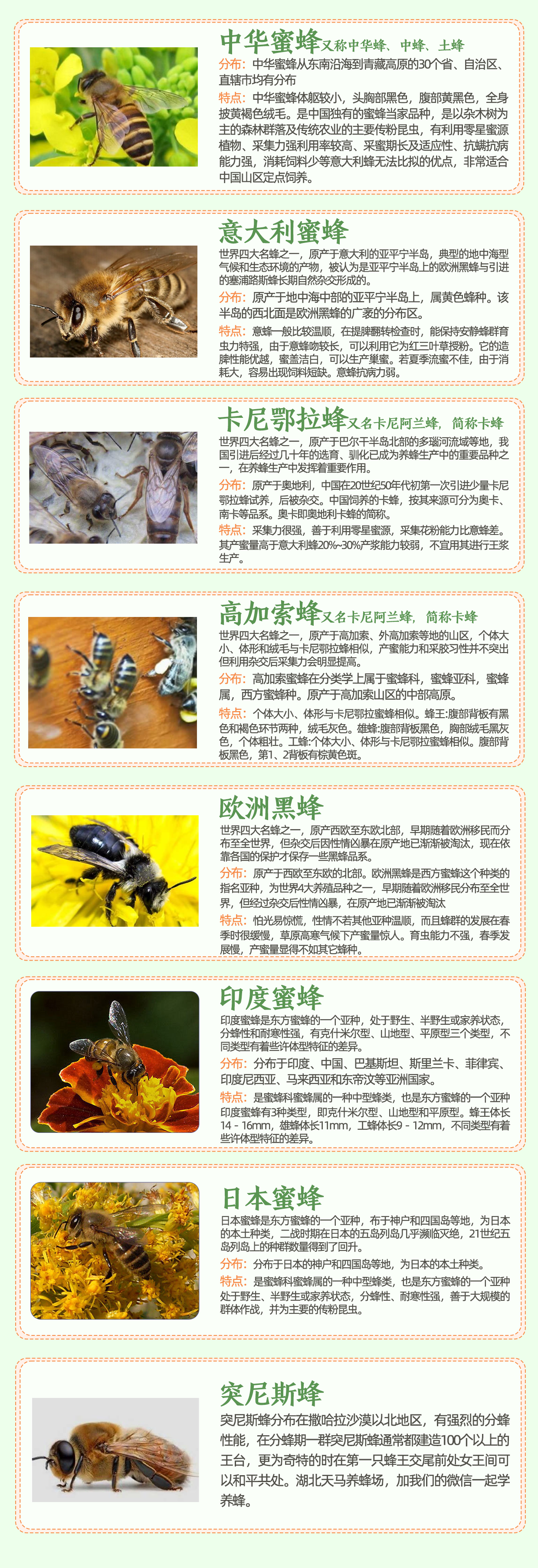 常见蜜蜂种类图鉴大赏