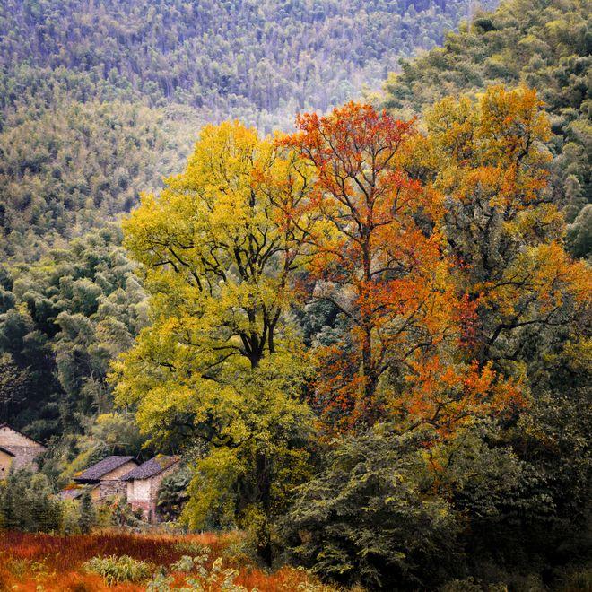 咸宁大幕山,秋日红叶如火,等你来赏