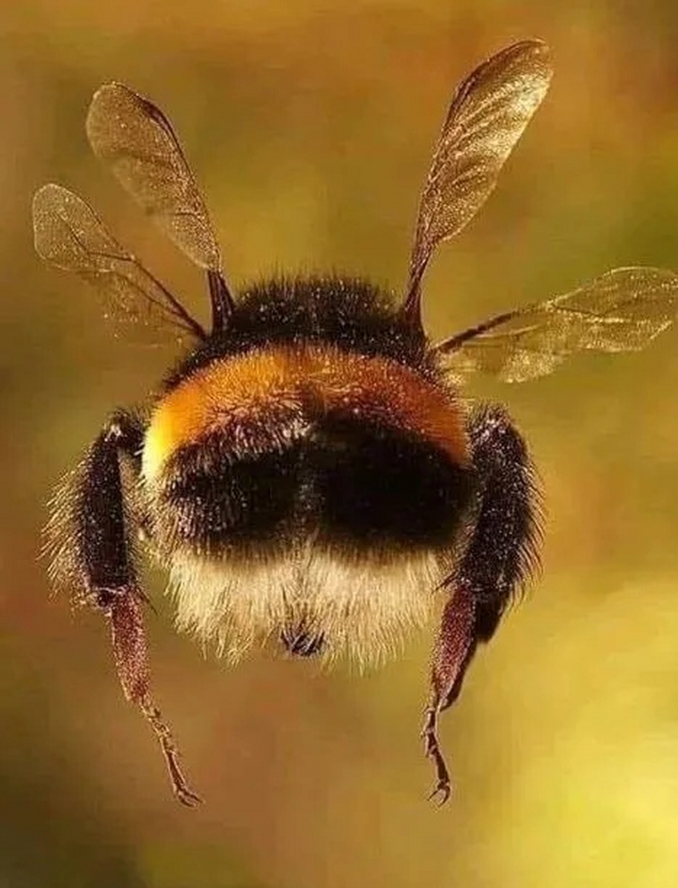 "好在蜜蜂并不知晓这点.