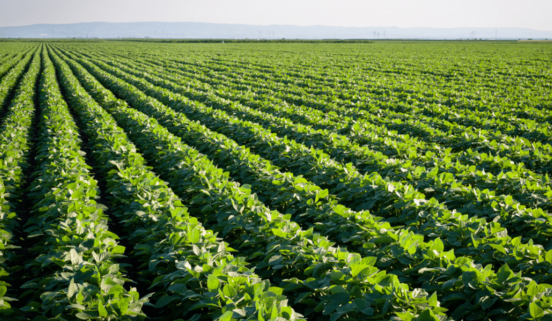乡村振兴的田园美景:整齐划一,绿意盎然的非转基因现代化大豆种植园