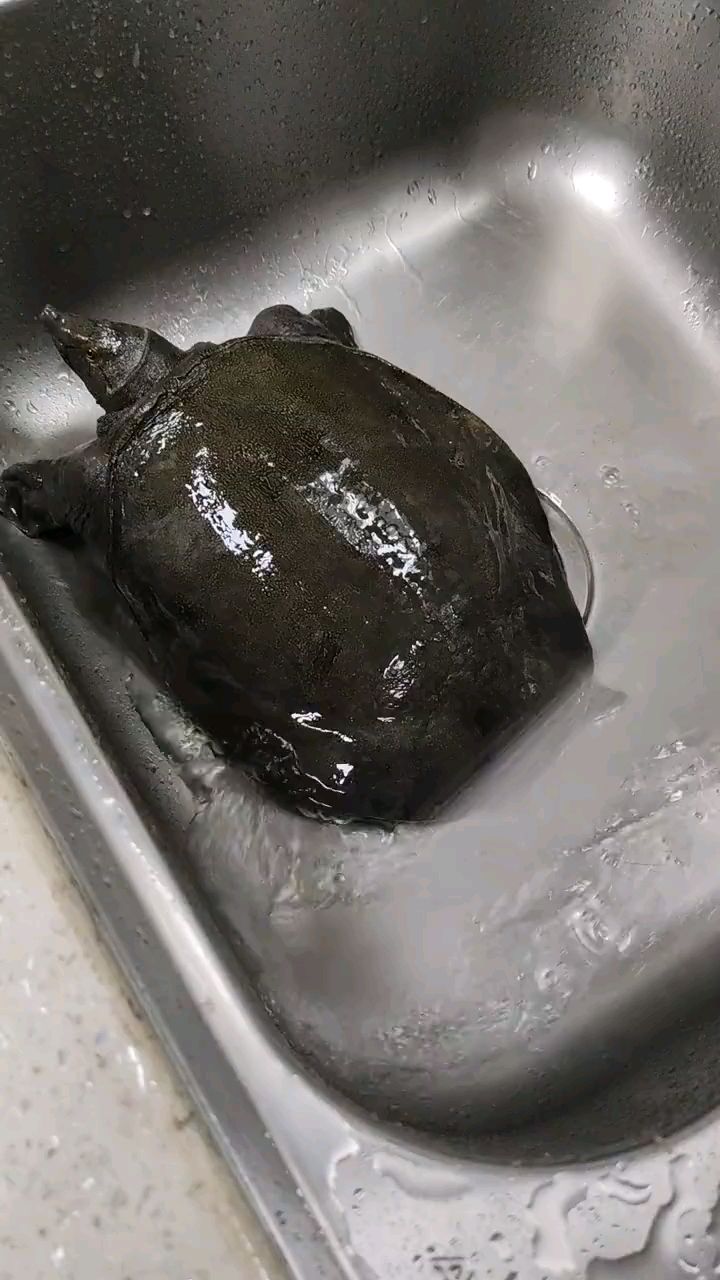 兄弟蹲守大山抓到的大甲鱼,三斤八两,凶猛的狠
