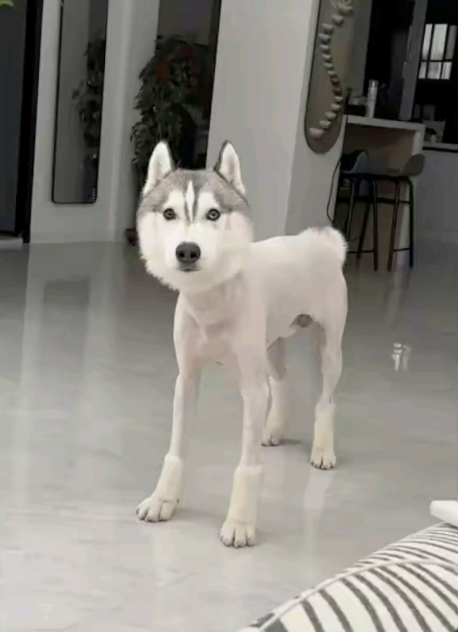 给哈士奇剃光了毛发,只留了加绒靴子和一个加绒帽,眼神好幽怨!