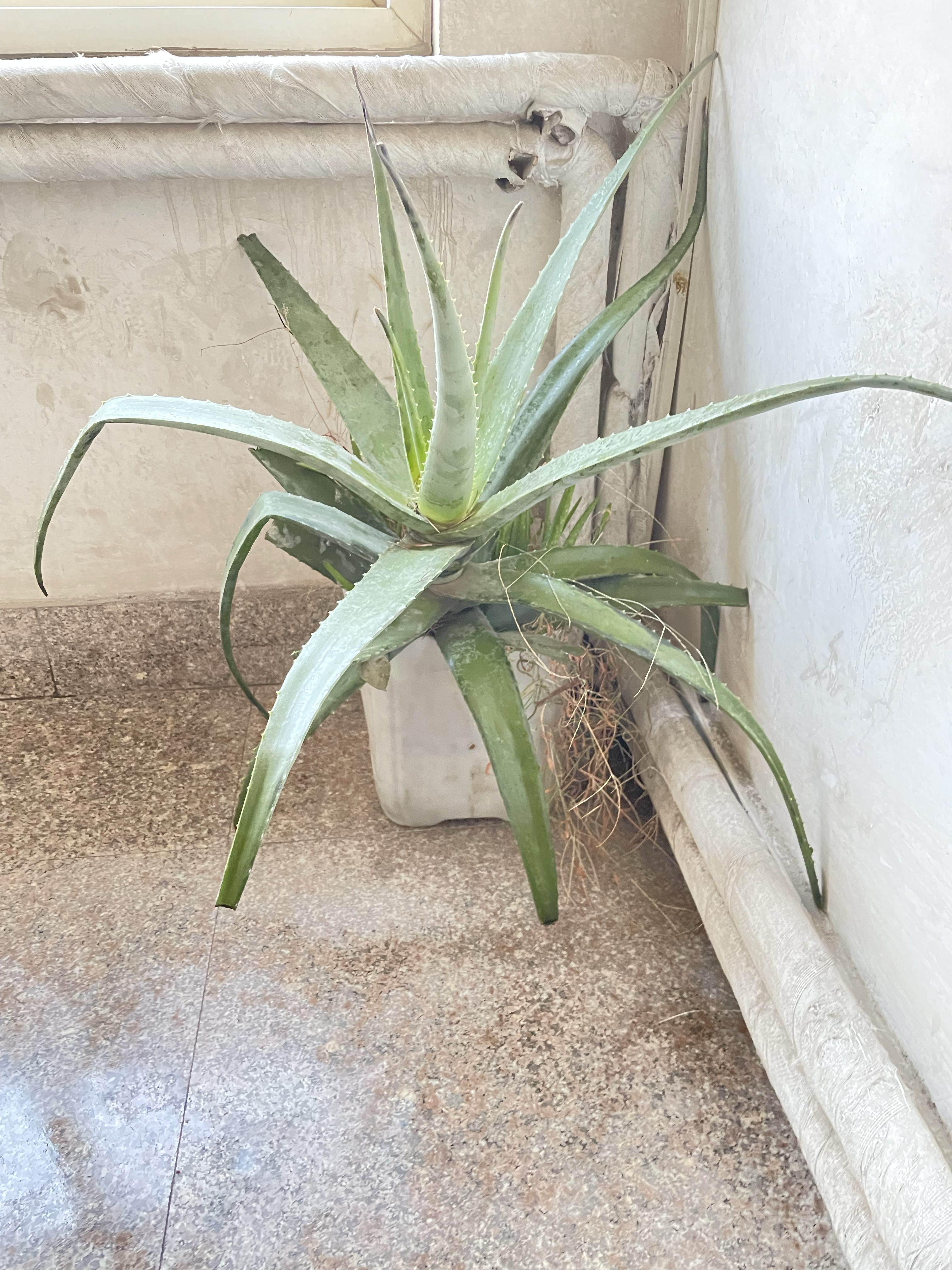 家里养芦荟是比较好的芦荟具有以下几种优点 空气净化芦荟可以吸收