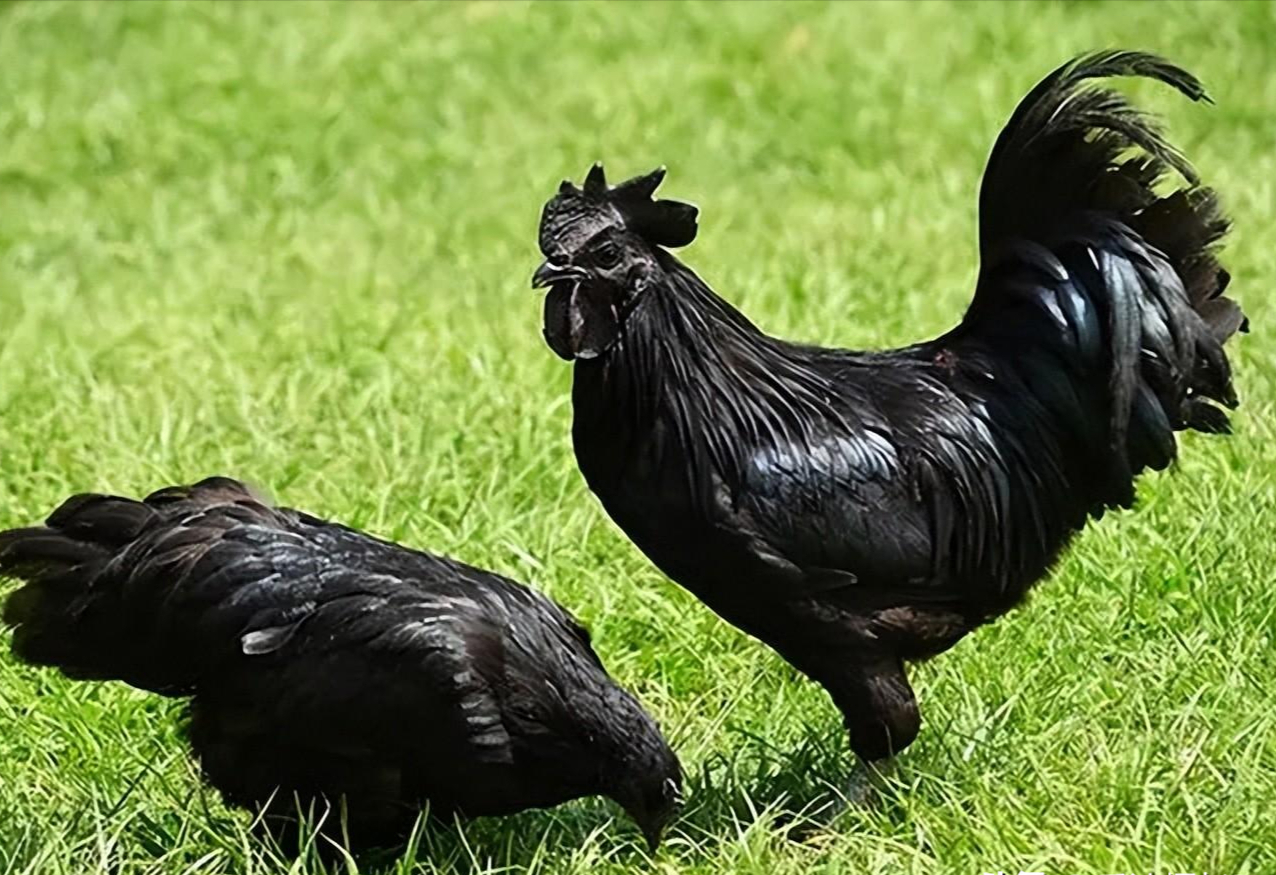 最昂贵的5种黑化神兽黑鸡也能价值一套房黑虎仅剩下6只