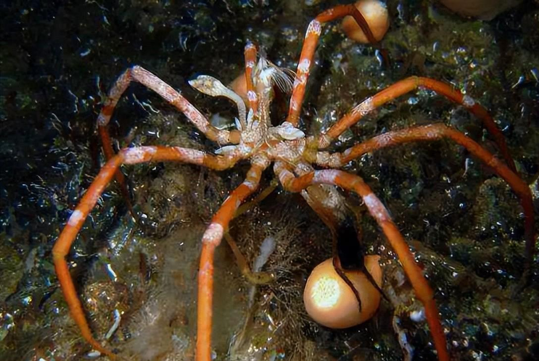 为什么说海蜘蛛很少有天敌?