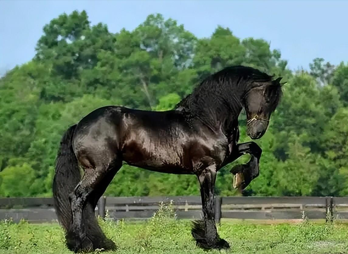 第三种:弗里斯马杀出一匹黑马