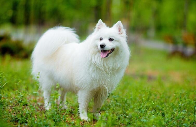 日本尖嘴犬智商图片