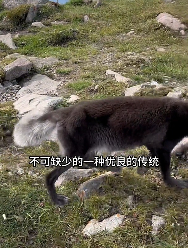 在北台顶遇到一只黑色的狐狸,它有什么寓意呢五台山