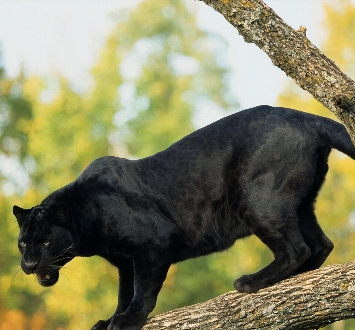 第四种:敏捷凶猛的黑豹