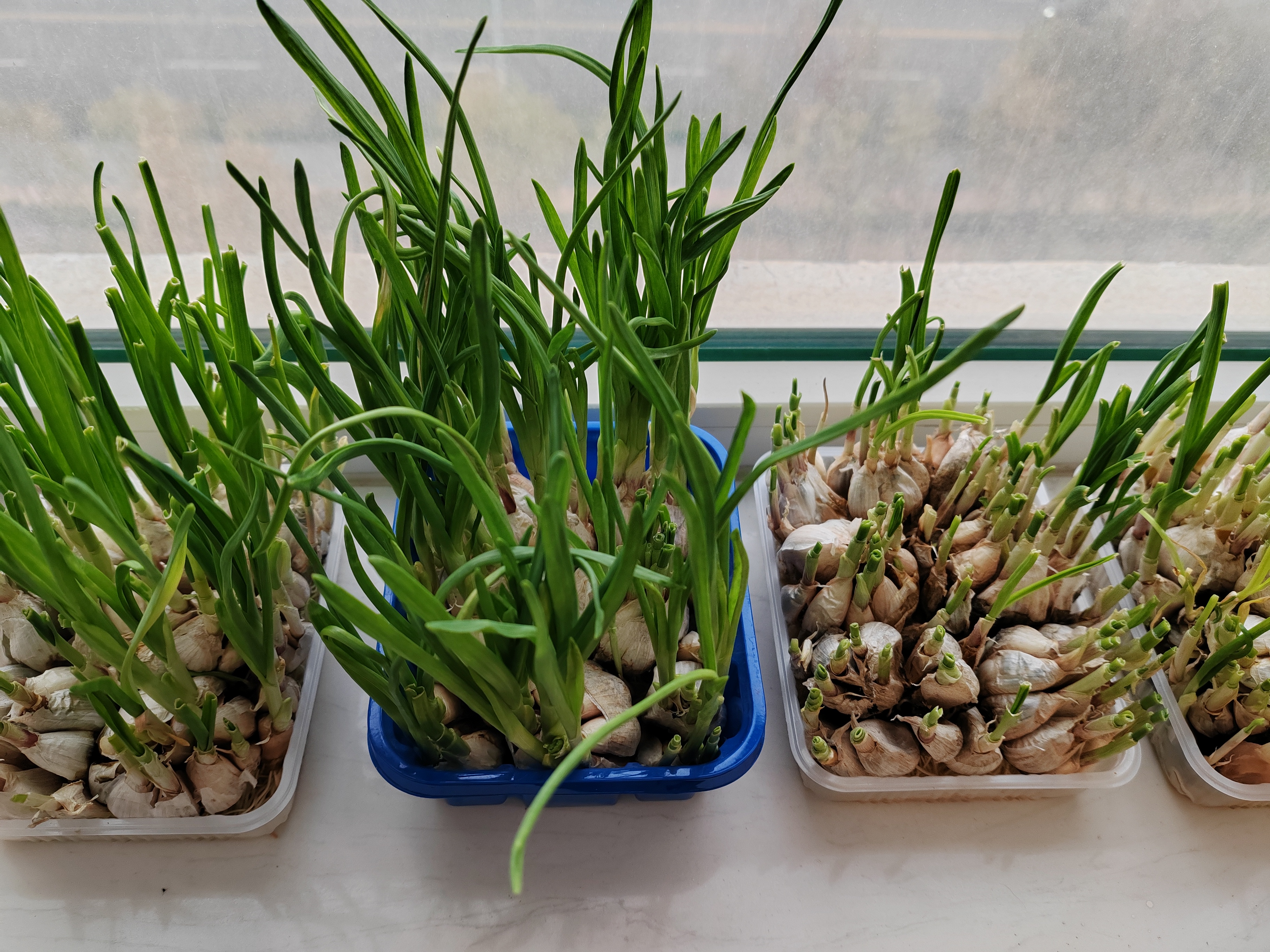 水培小蒜苗包饺子,鲜香好吃