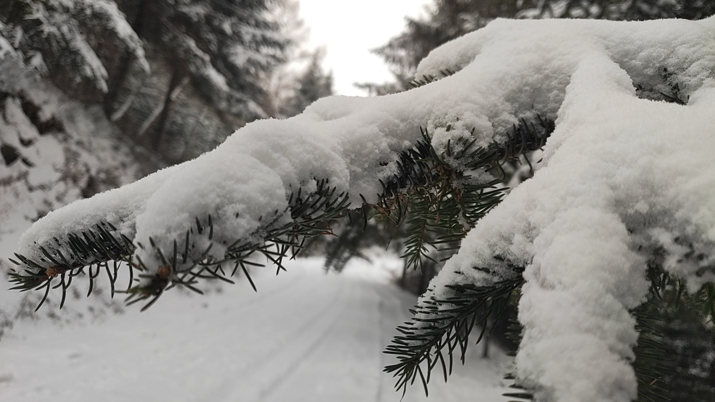 网红打卡地辽宁杠杠滴# #贯彻二十大辽宁在行动# 雪压枝头