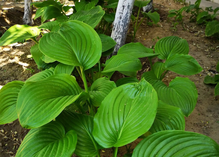 玉簪,又称白鹤草,白玉簪,有4大功效,价值极高,农民要了解!