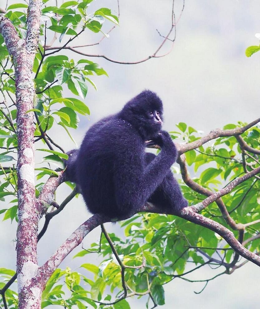 中国濒危旗舰物种传喜讯 大雪山西黑冠长臂猿确认新增一只独猿