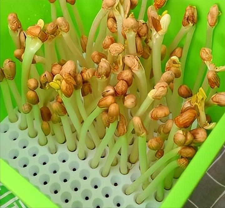 曾被认为是有毒不能吃如今却大量种植老农这可是万寿果