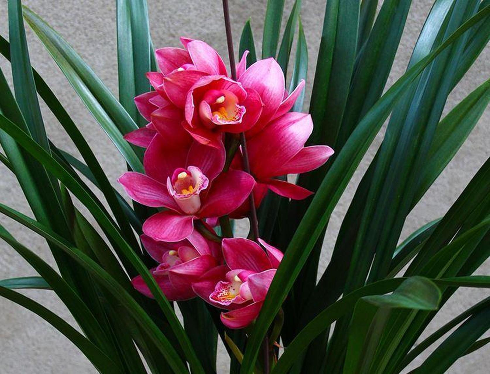 "大将军"兰花属于建兰,开花时间长,频率高,四季可见.