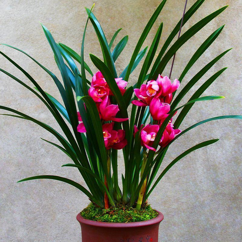 此兰花"全年无休",开花香味扑鼻,价位一直很亲民