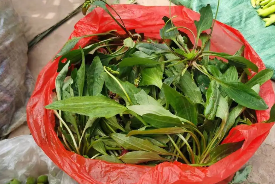 车轮菜,又称车前草,车轮草,有4大功能,农民朋友必备!