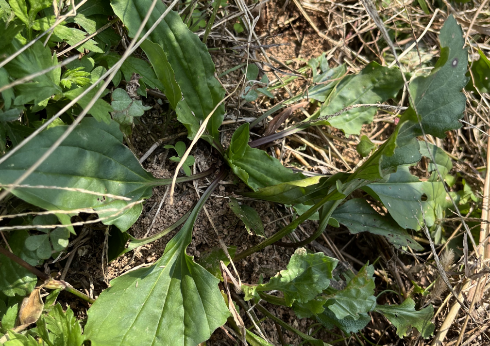 车轮菜,又称车前草,车轱辘草,有4种作用,农民朋友要了解!