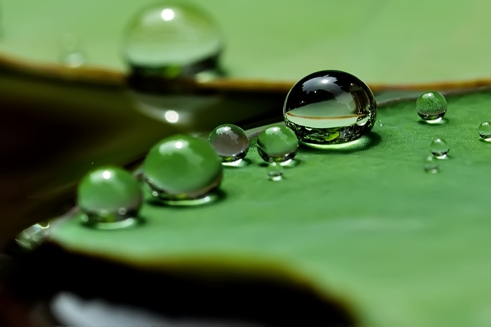 这是由于荷叶表面的强疏水性.