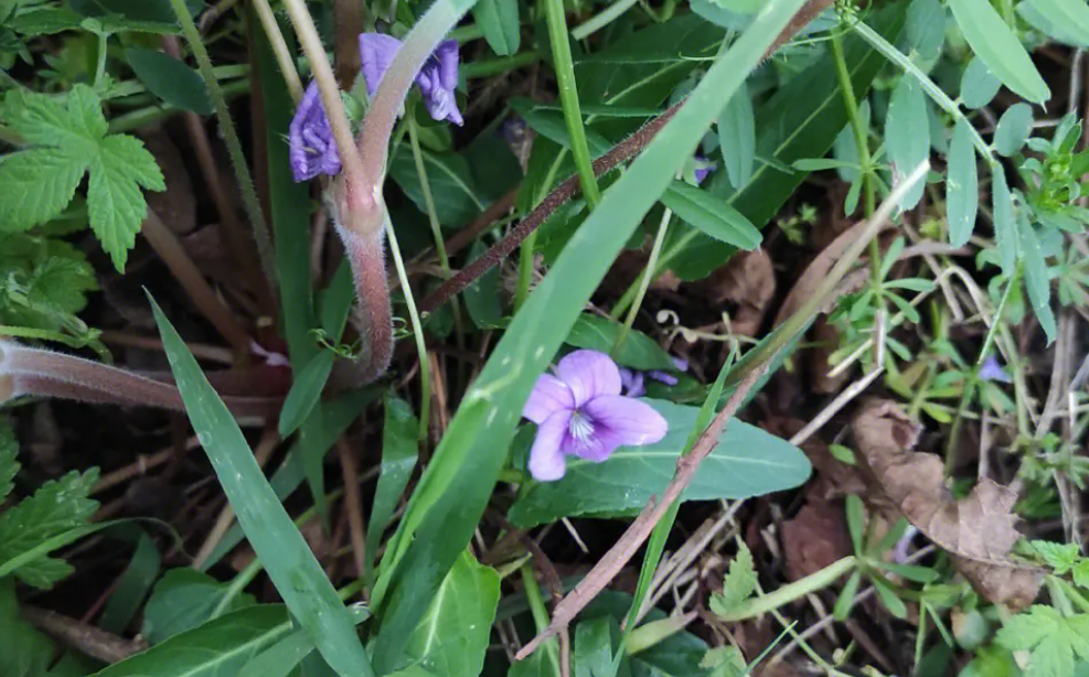 紫花地丁的野菜食用紫花地丁是一种很常见的农村草本植物,但它的嫩叶