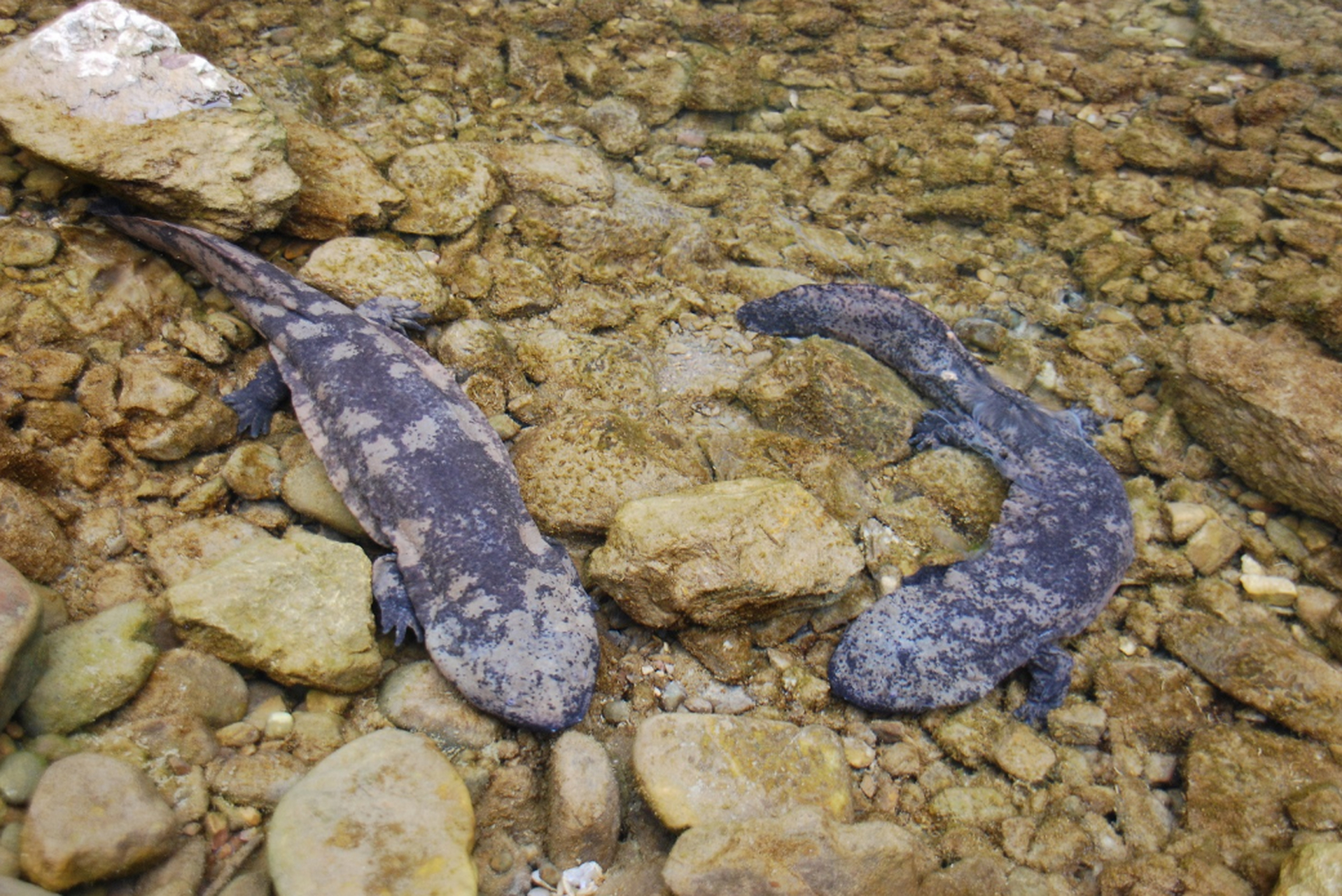 梵净山的标志——娃娃鱼,又被称为"大鲵",是一种非常珍稀的两栖动物.