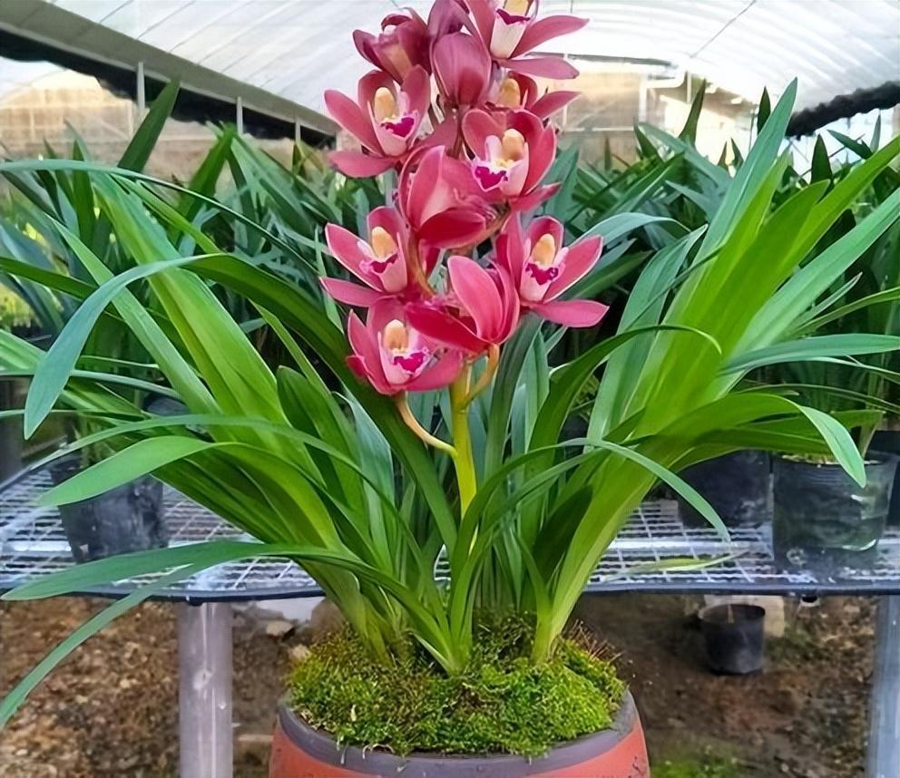 此兰花"全年无休",开花香味扑鼻,价位一直很亲民