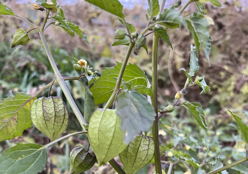 灯笼草有毒吗图片