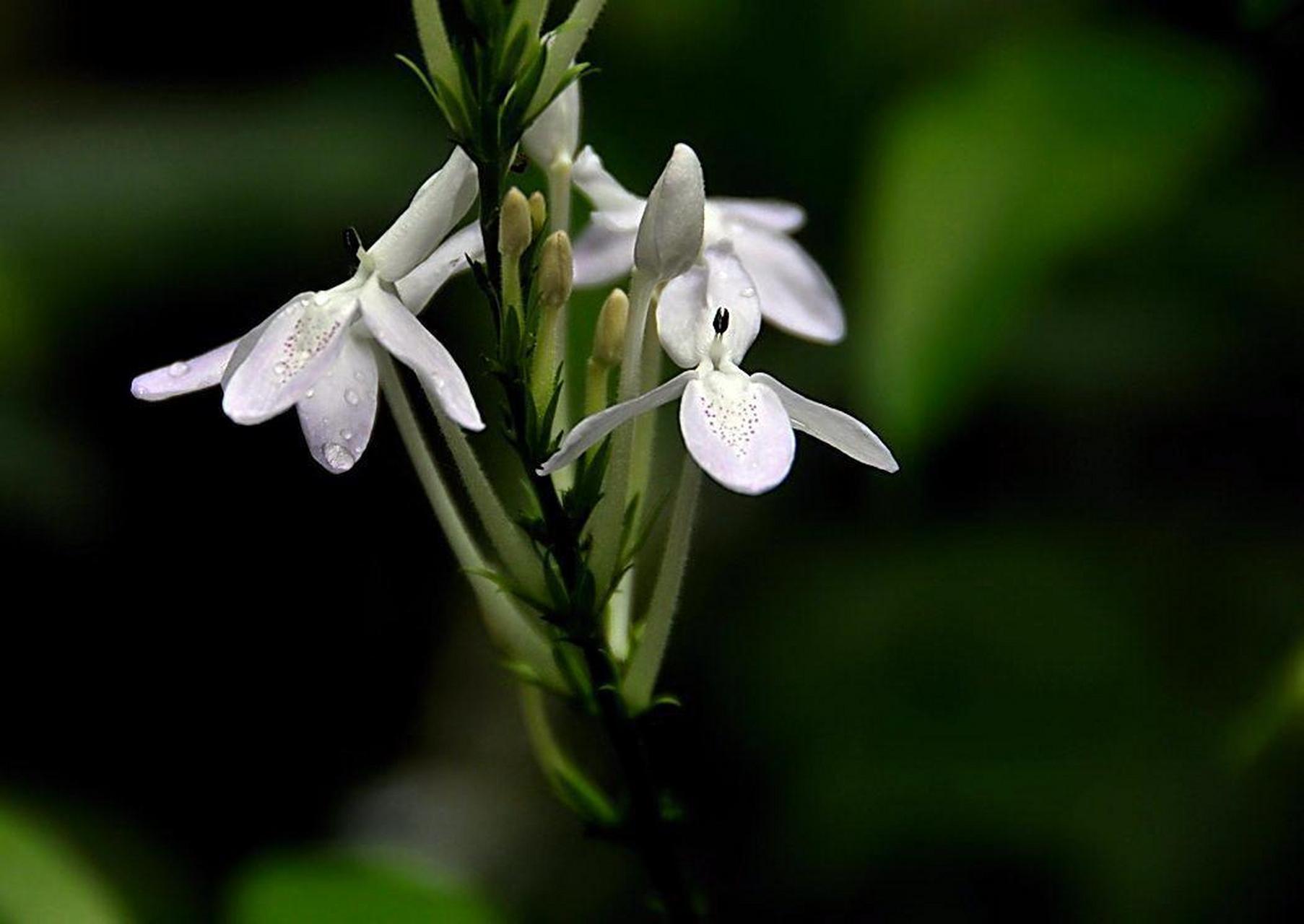 白如意花是一种美丽的常绿蔓性草本植物,需要光照,温度,浇水,施肥