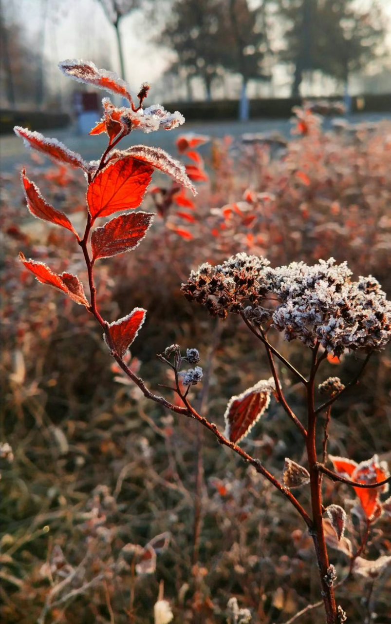 冬晨,冬阳,冬霜,冬天的风景很美#随手拍# #那些冬天才有的美景