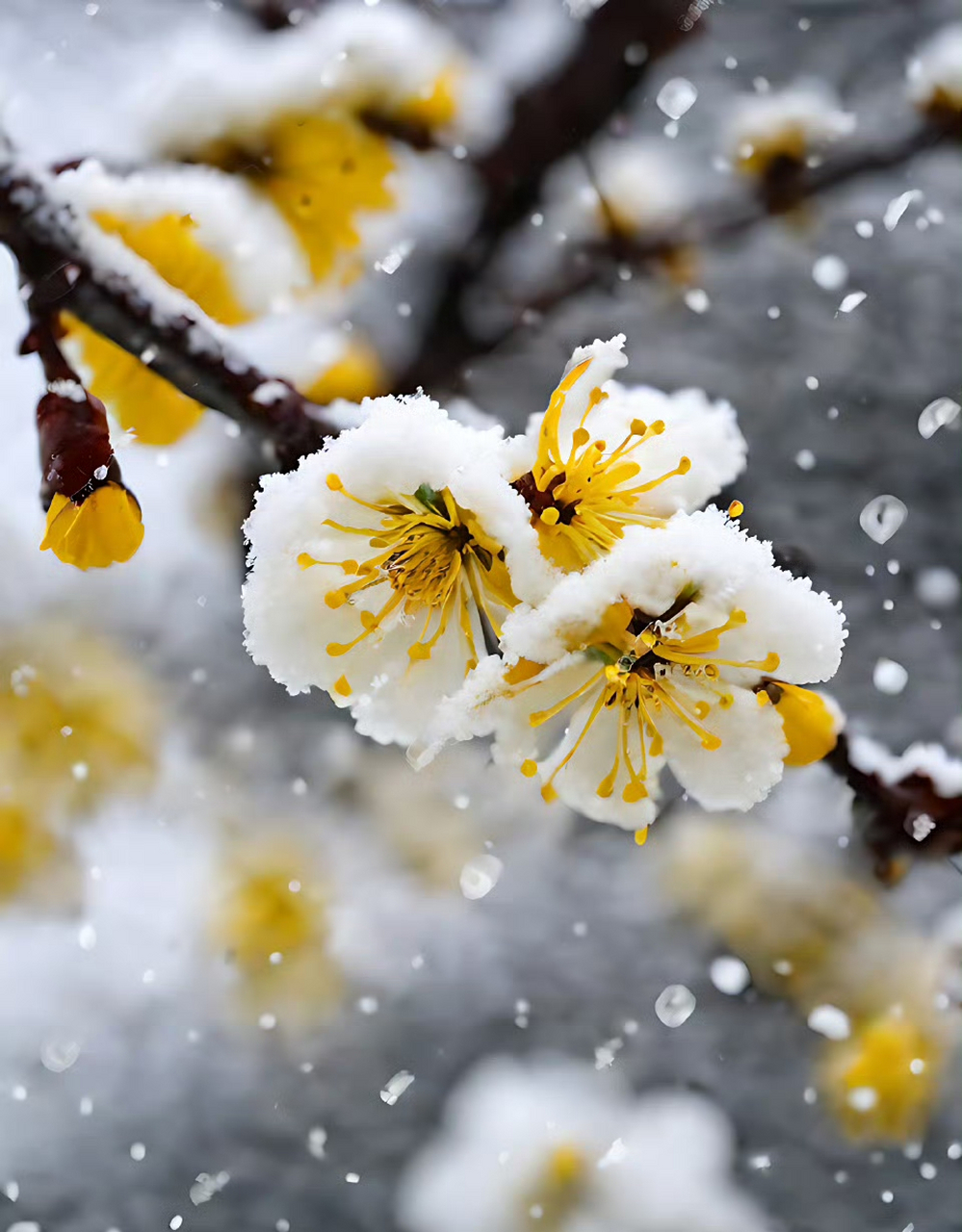 冬天的美,尽在这一刻的腊梅飘香中.#用一张图形容冬季