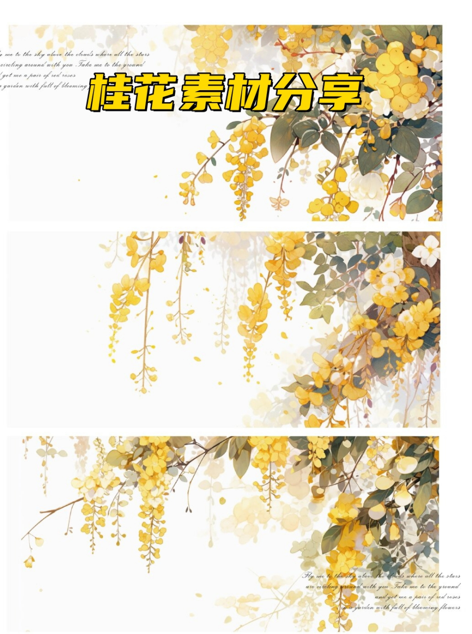 桂花素材  桂花是中国传统十大名花之一,属于常绿乔木或灌木,花梗较