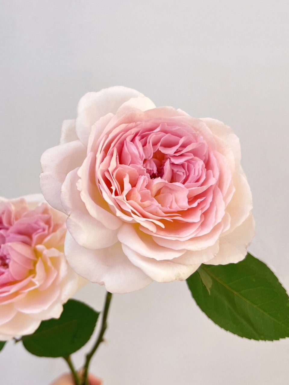 每日识别一种花,马尾花  马尾花(学名:liatris spicata)属于菊科菊属