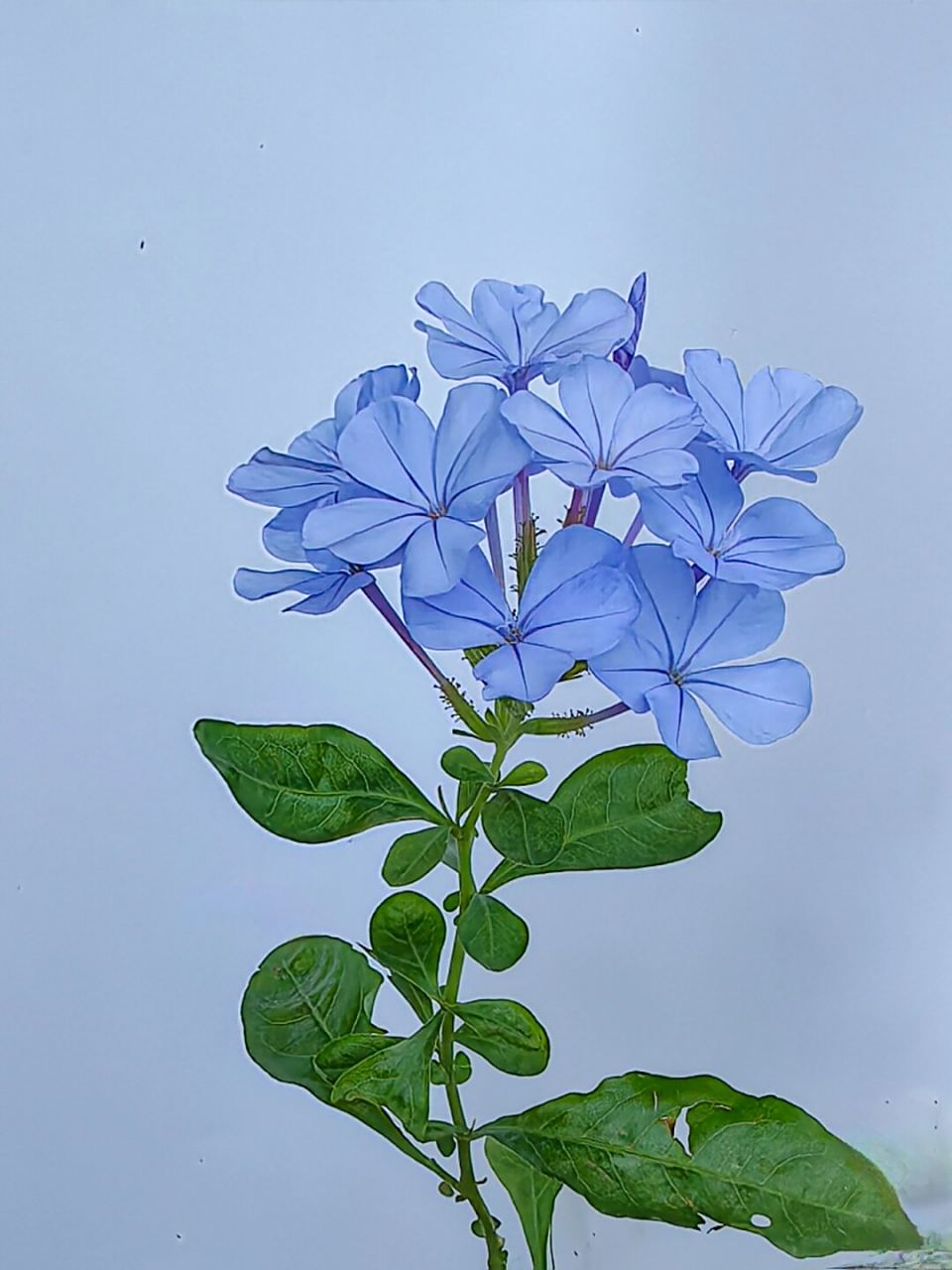 绘画素材:蓝花丹  蓝花丹,以其独特的蓝色花朵而闻名,是绘画中常用的