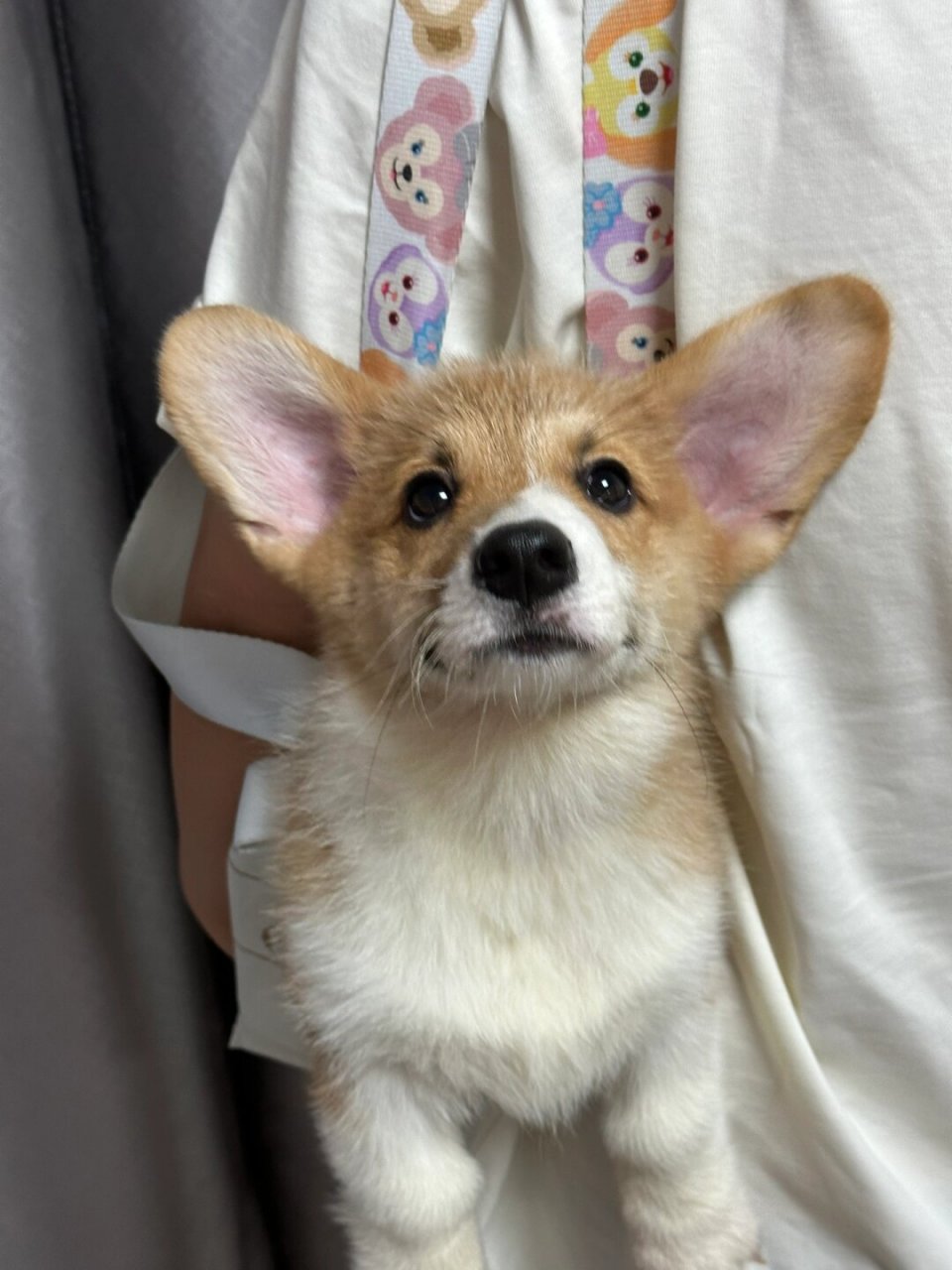 四只小可爱～柯基宝宝找家长～  超可爱奶油脸柯基幼犬,独特的黑色