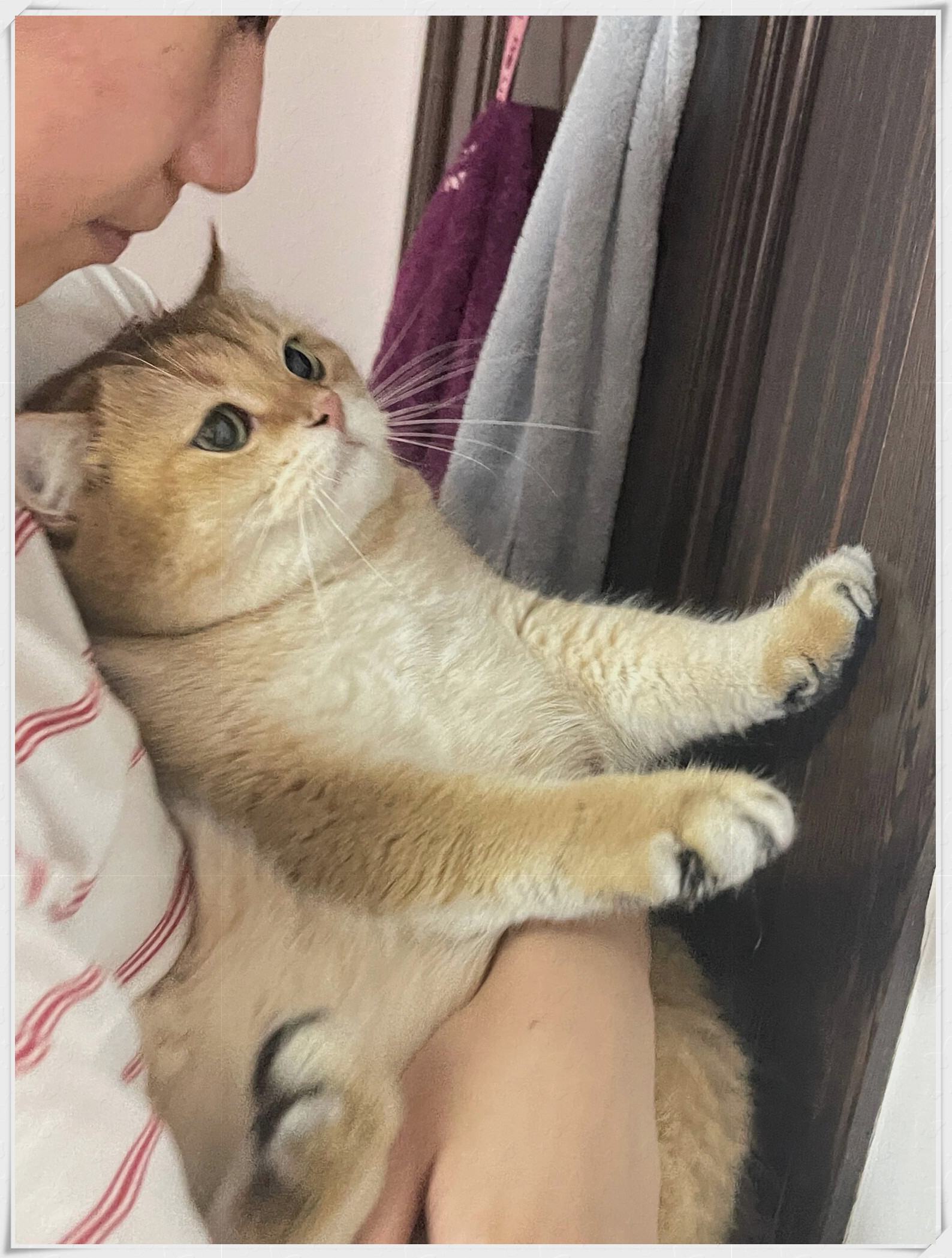 猫咪你使劲儿来一下 我要上热门