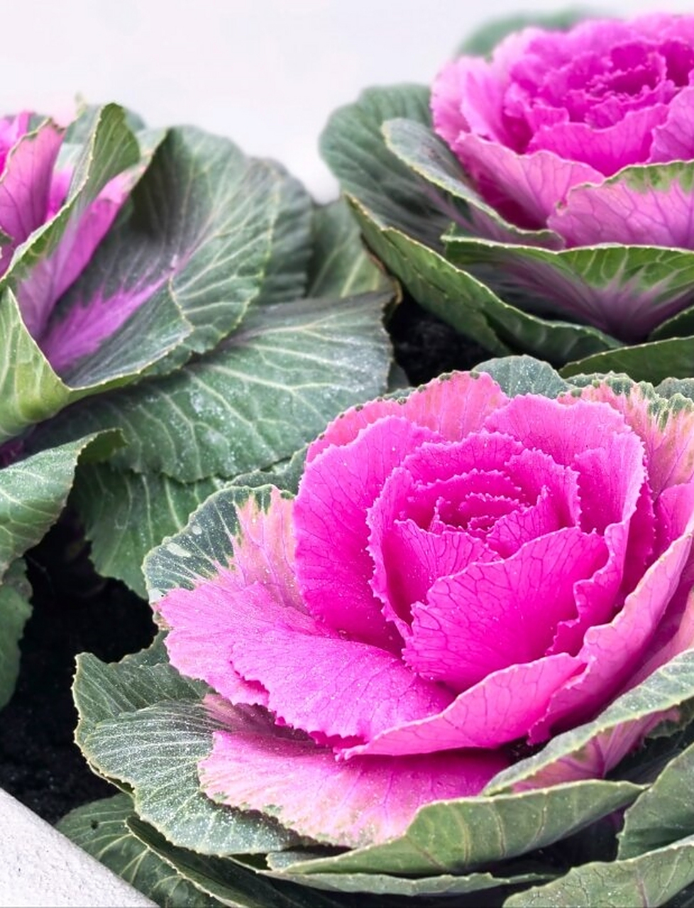 此外,野甘蓝还有许多别名,如包心菜,卷心菜,疙瘩白,猪肝心菜以及