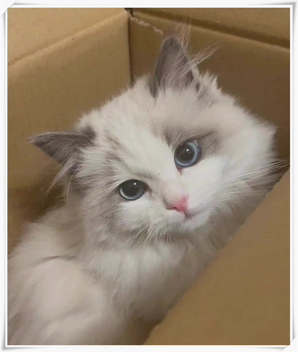 仙女布偶猫!  仙女一样的高颜值猫猫 真的很piu亮好不好!