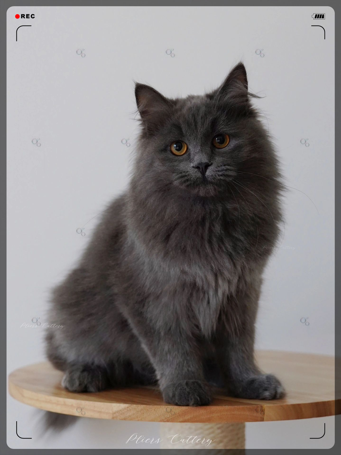 蓝灰色西伯利亚森林猫,酷酷外表下隐藏的柔软内心