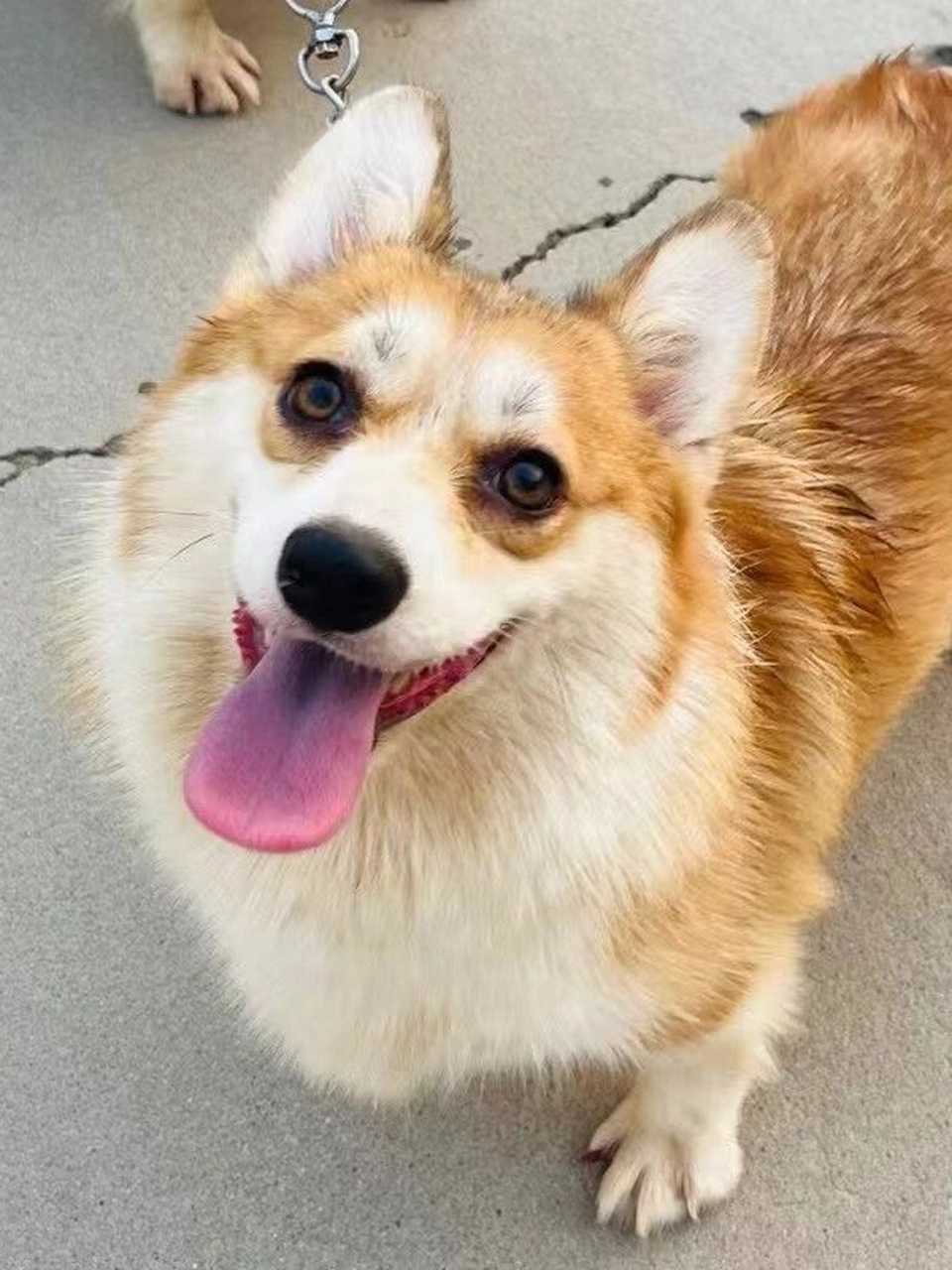 双血统奶油脸柯基  看起来是不是很纯正呢,大家帮忙鉴定一下